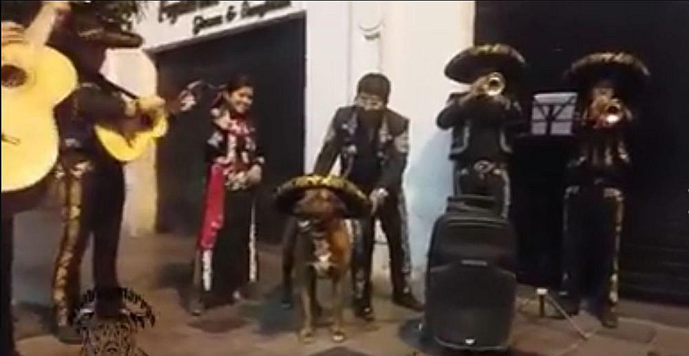 Arequipa: Scooby, la mascota de los arequipeños, festejó cumpleaños con mariachis (VIDEO)