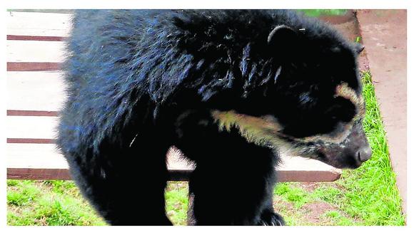 ​Koko el oso de anteojos criado por pobladores se recupera en Cusco