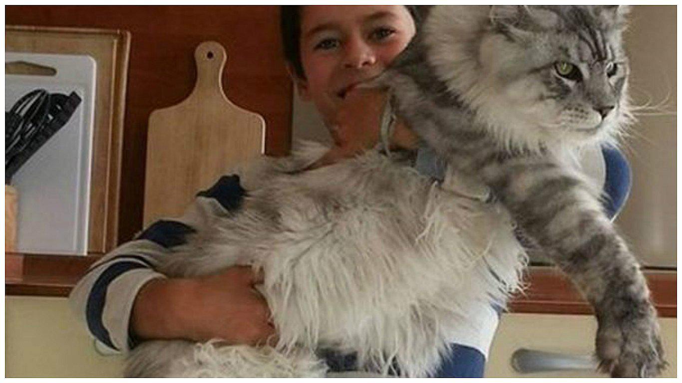 ¿Por qué todos quieren tener esta extraña raza de gato? (FOTOS)