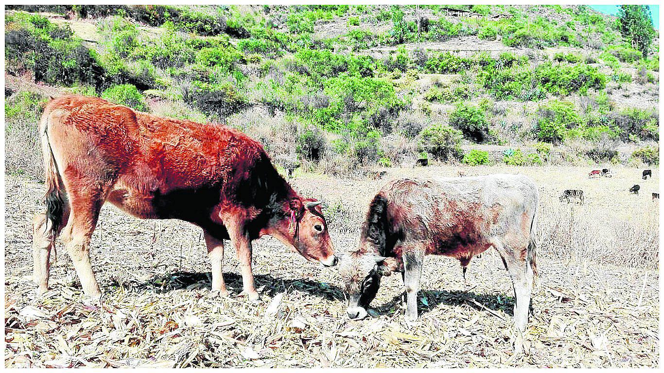 Ayacucho: Detectan ocho casos de rabia silvestre en 3 valles de la región