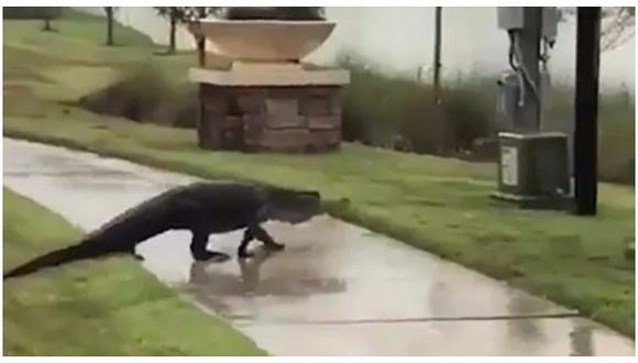 Huracán Irma trajo consigo a un inmenso caimán que se paseó por las calles de Orlando (VIDEO) 