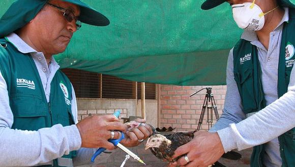 Tacna: Senasa intensifica vacunación contra el Newcastle