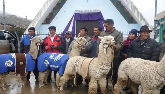 Declaran a la alpaca como representativa, típica y ancestral de Puno