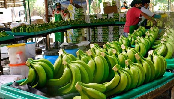 Piura: Proyecto de Banano Orgánico  apuesta por la asociatividad