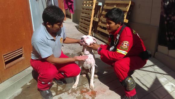 Moquegua: Bomberos salvan a can que cayó a canal de Pasto Grande