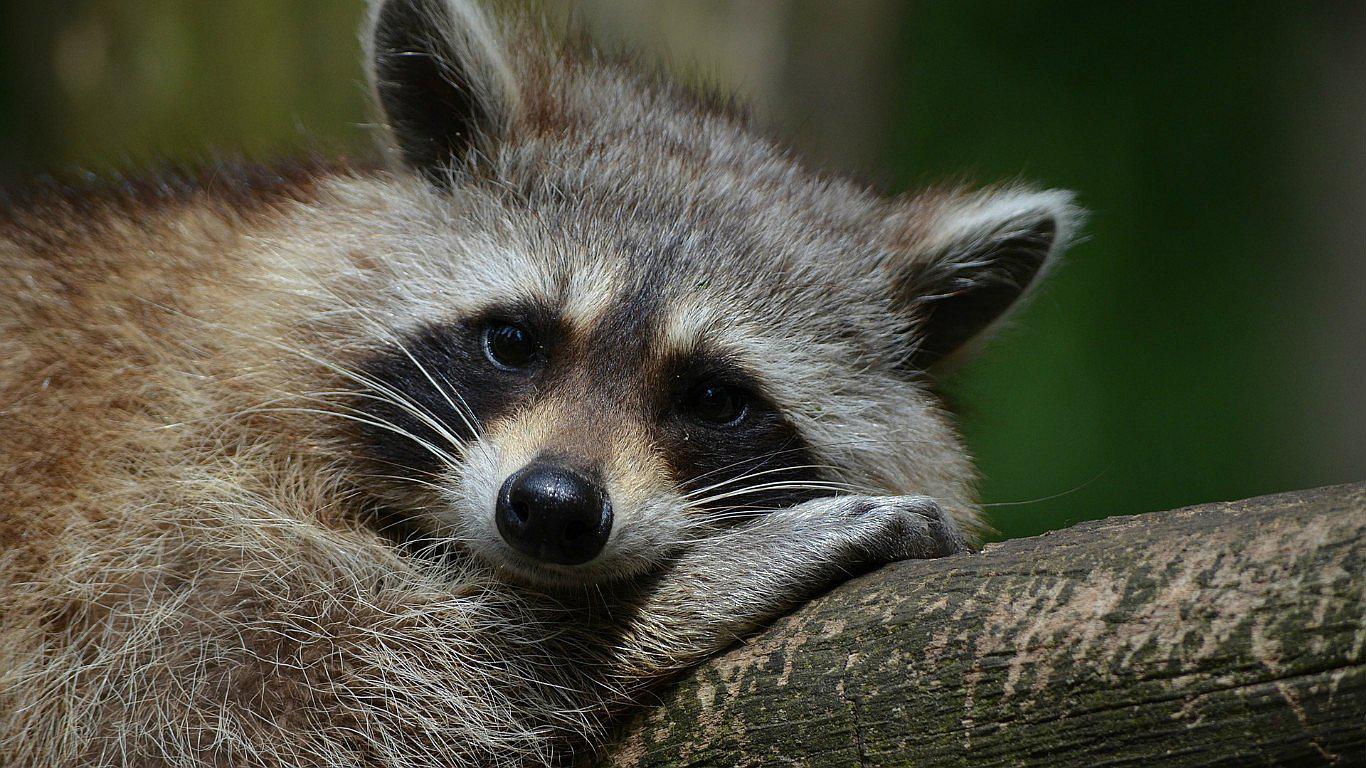 ¿Problemas al dormir? Maneras de enfrentar la falta de sueño