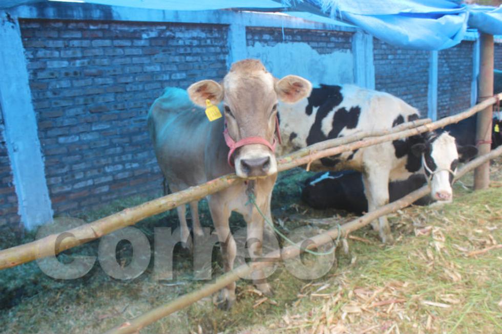 Artesanos jaujinos presentan el cucharón más grande del mundo (FOTOS)