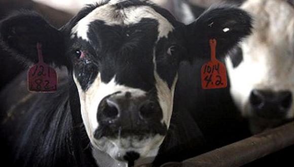Detectan un caso de "vaca loca" en Brasil