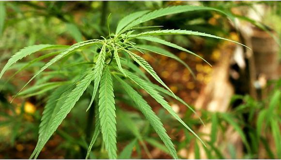 Cannabis Medicinal: La esperanza de miles está en las manos del Congreso