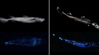 Científicos encuentran en Nueva Zelanda el tiburón luminoso más grande del mundo