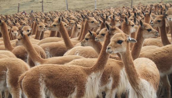 "El Niño" amenaza con dejar sin pasto a vicuñas