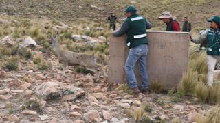 Así liberaron a la taruca encontrada en calle de Arequipa que era perseguida por perros (VIDEO) 