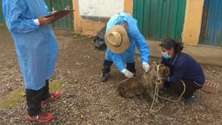 Juliaca: Red de Salud San Román confirma segundo caso de rabia canina