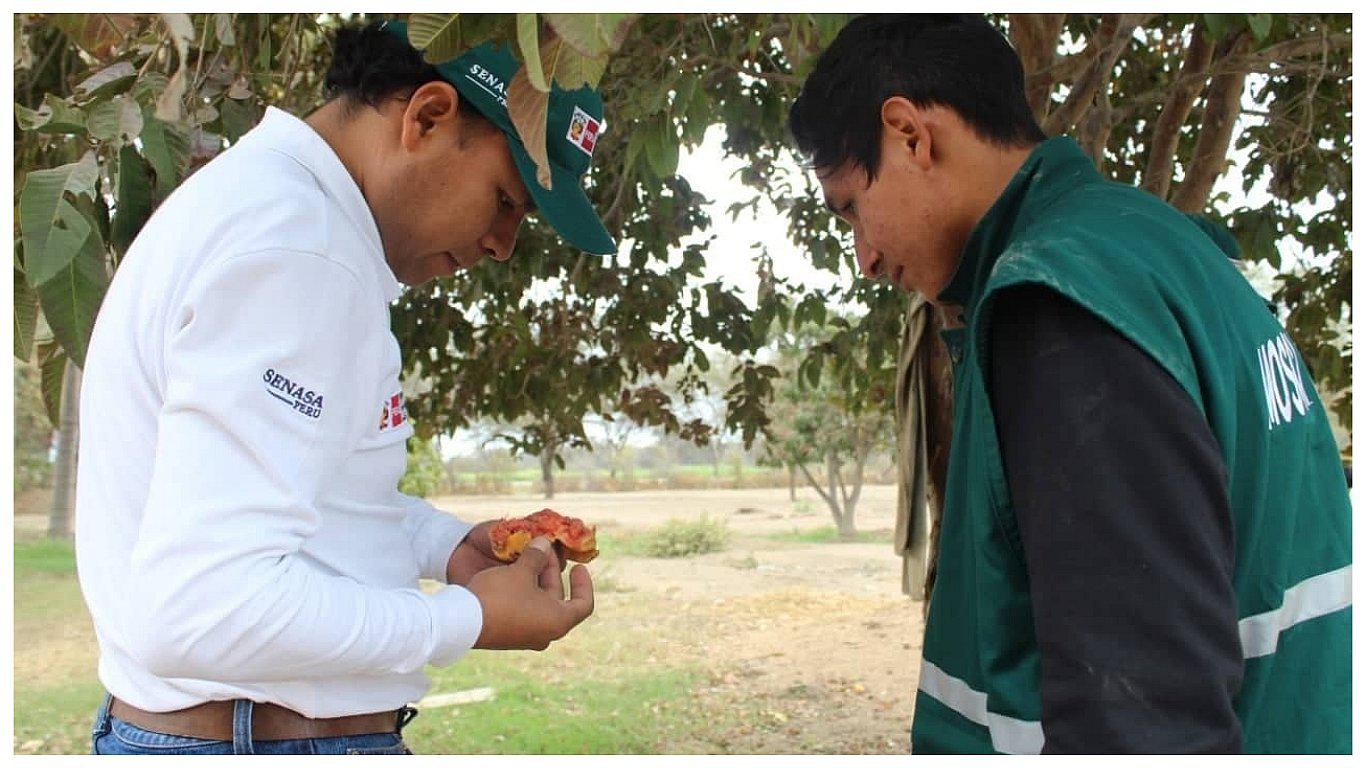 ​Erradicación de las moscas de la fruta es prioridad