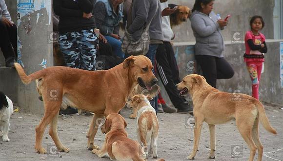 GERSA proyecta inmunizar a 150 mil canes en última jornada de vacunación