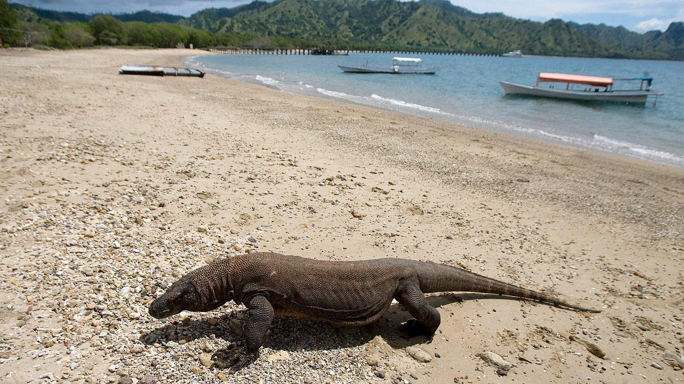 Isla turística de Komodo cerrará por robo de sus dragones 