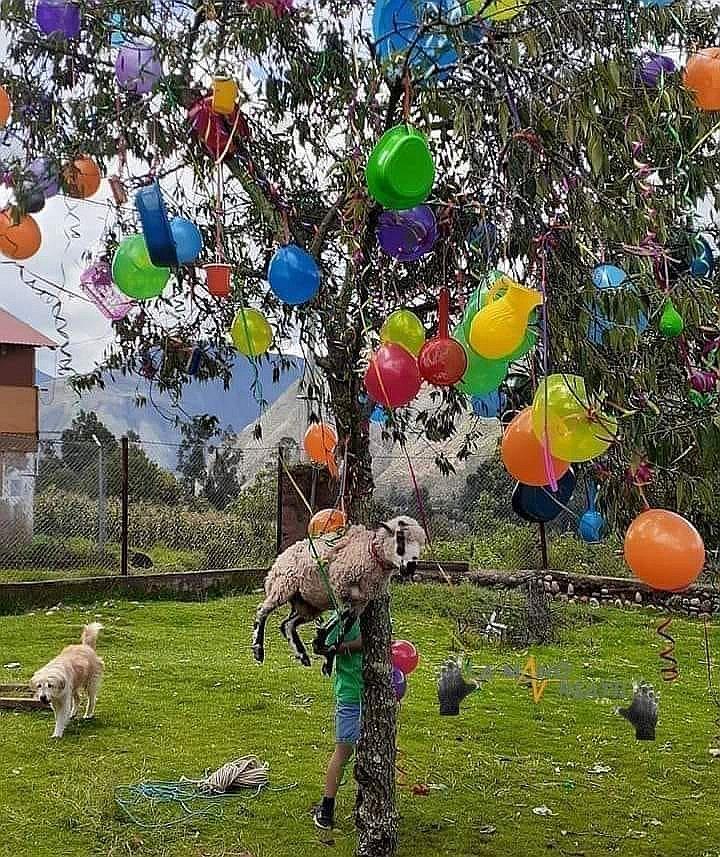 Cusco: carnavaleros cuelgan oveja en árbol de yunza y generan indignación