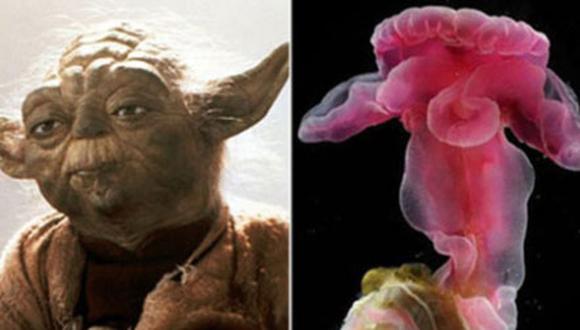 Nueva especie de gusano tiene la forma de Yoda