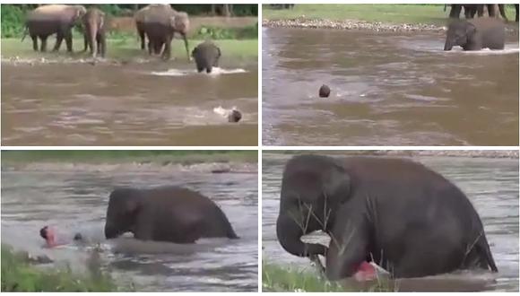 ​Tailandia: emotivo video muestra a un elefante meterse al río para salvar a su cuidador 