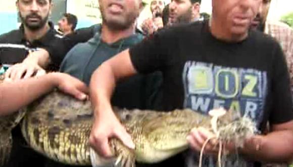 Capturan cocodrilo de 1,7 metros en un desagüe de la franja de Gaza