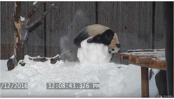 Panda en divertida pelea contra un muñeco de nieve