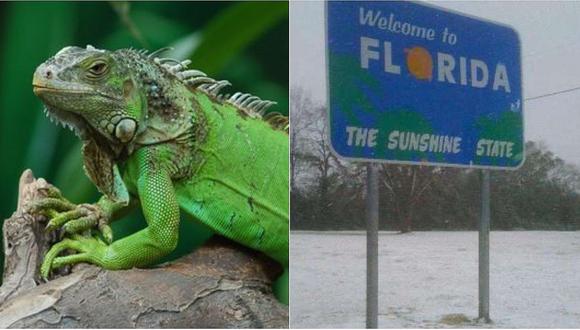Iguanas caen congeladas de los árboles en el estado de Florida (EE.UU)
