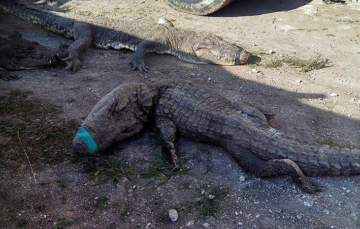 México: Mueren 124 cocodrilos por "trato indigno" al momento de ser transportados