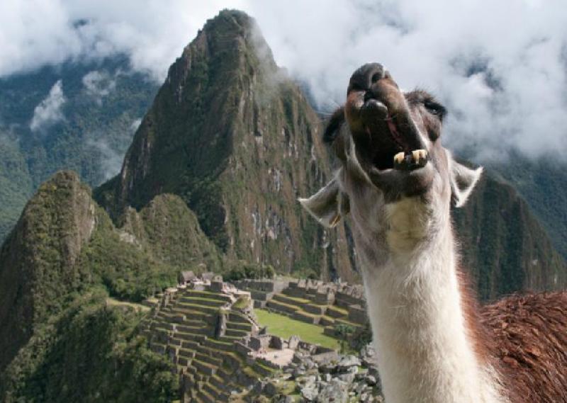 "Llama que grita" genera sensación en internet