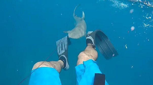 Dos hombres son atacados brutalmente por tiburones blancos en Australia (FOTOS)