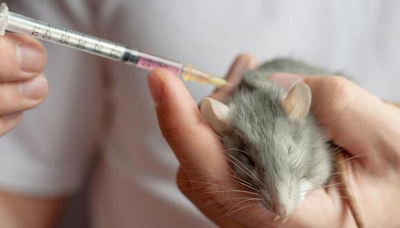 Salud: Desaparecieron rasgos de cáncer de páncreas por primera vez en ratones