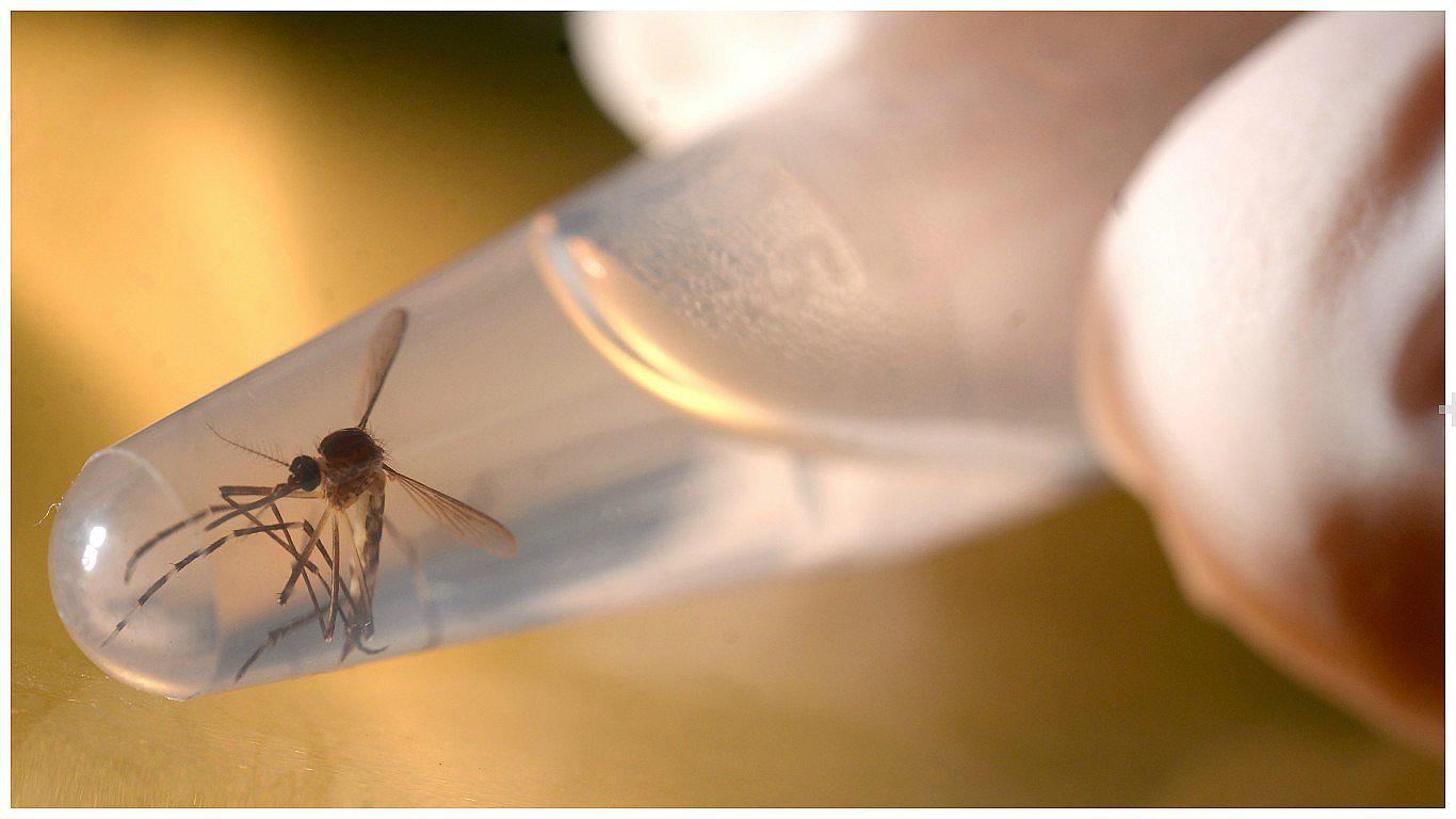 Zika: EE.UU. insta a analizar toda la sangre donada para descartar virus