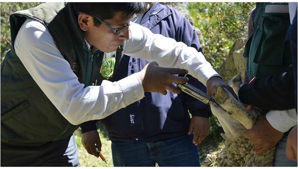 ​Mueren 60 ovinos y 15 camélidos por las bajas temperaturas en Junín