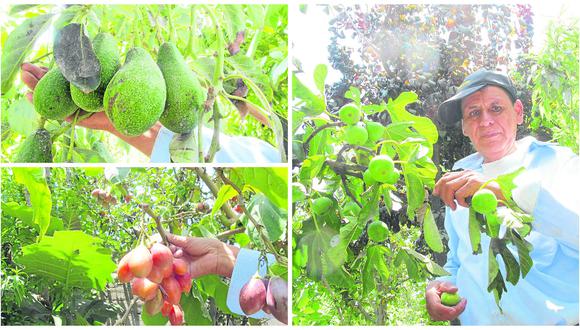 Conoce el paraíso de árboles frutales en Semi Rural Pachacútec