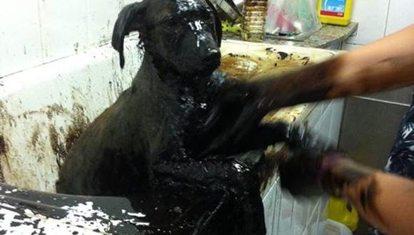 Crueldad animal: Lanzan a pozo de alquitrán a 3 perros (FOTOS y VIDEO)