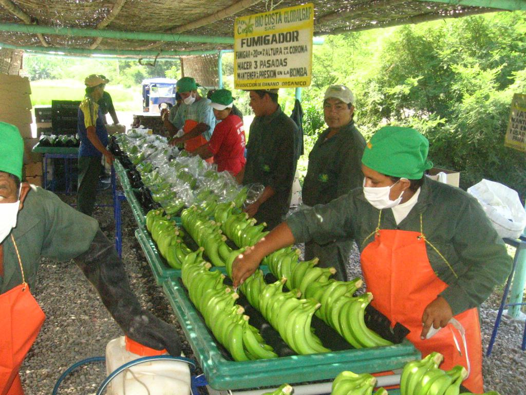 Embajadora de UE: Banano orgánico de valle del Chira cumple con estándares ambientales
