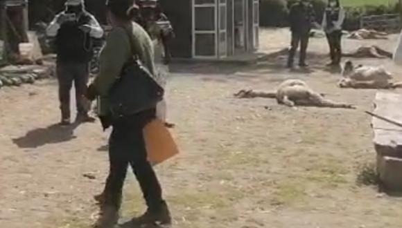 Dueño de animales denuncia que un grupo de 15 perros que habrían acabado con la vida de estas alpacas en Carmen Alto. (Foto: Difusión)