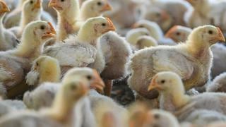 Unas 260.000 aves de corral muertas por influenza aviar en Argentina