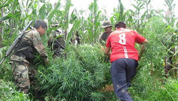Incautan 61 mil plantones de marihuana en Chimbote