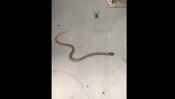 ​YouTube: Mira el mortal ataque de una araña a una venenosa serpiente marrón