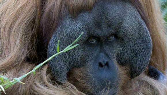 Un orangután exhibe sus capacidades musicales en zoo australiano (VIDEO)