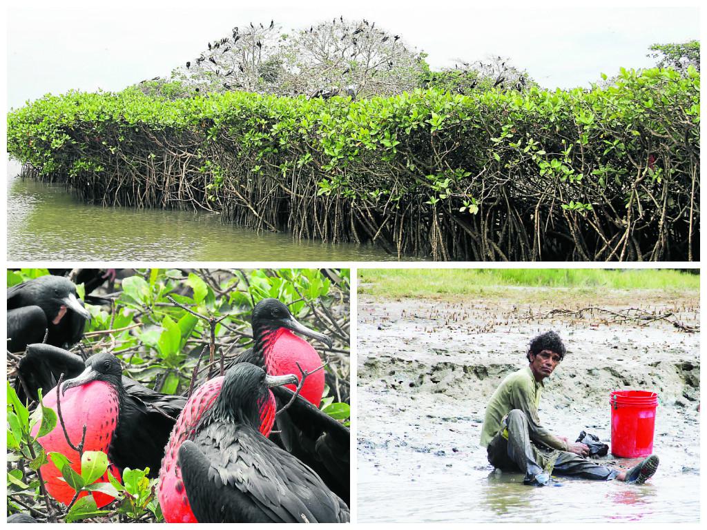 Hoy festejamos el Día del Manglar
