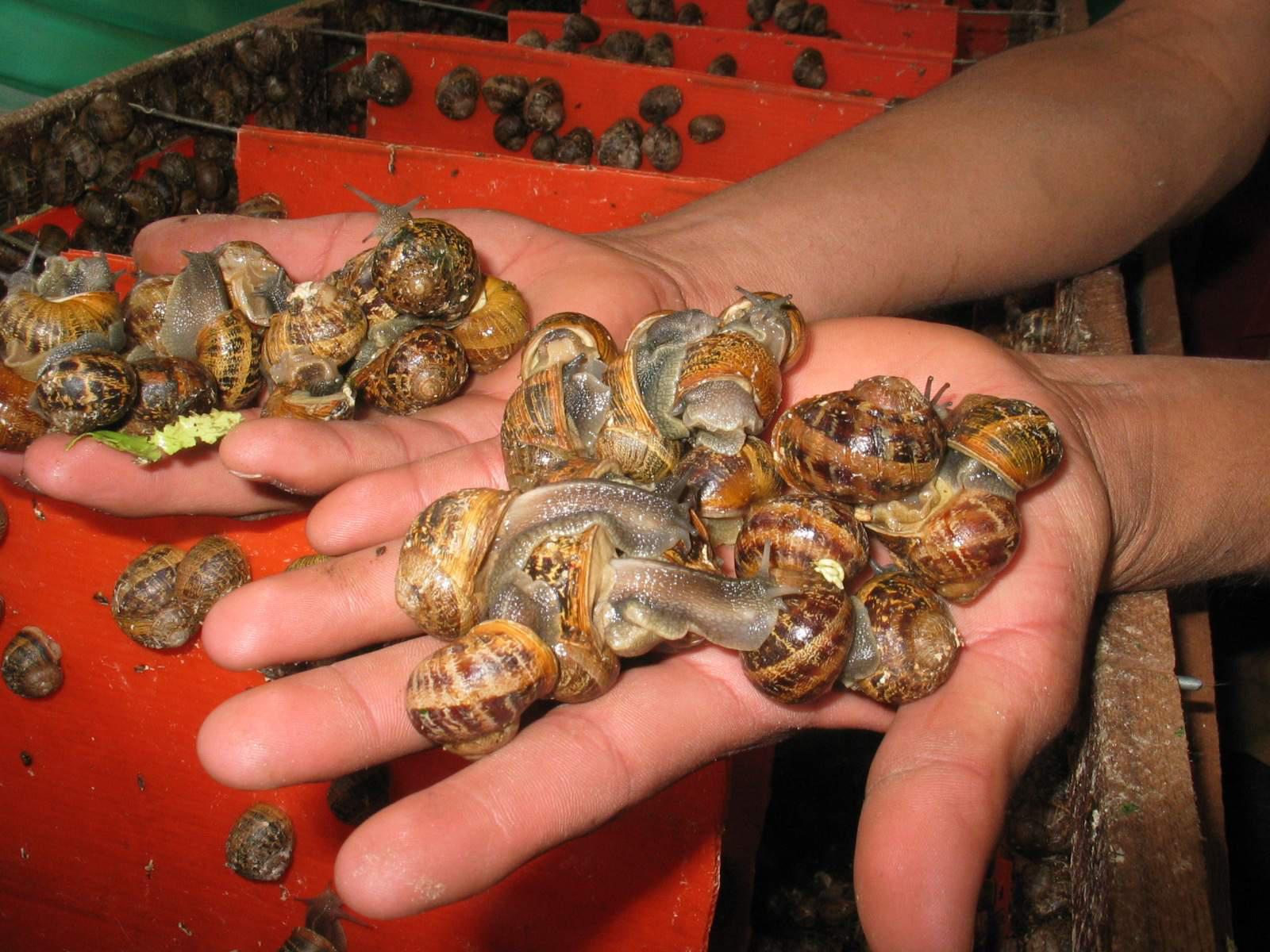 Caracol gigante africano afectó a más de 50 tipos de plantaciones en Selva Central 