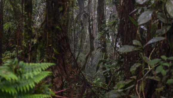 Bosques El Chaupe, Cunía y Chinchiquilla, tiene una extensión de 21,868.88 hectáreas. Su objetivo es conservar una muestra de la ecorregión Bosques Montanos de la Cordillera Real Oriental y su diversidad biológica. (Foto: Diego Pérez / SPDA)