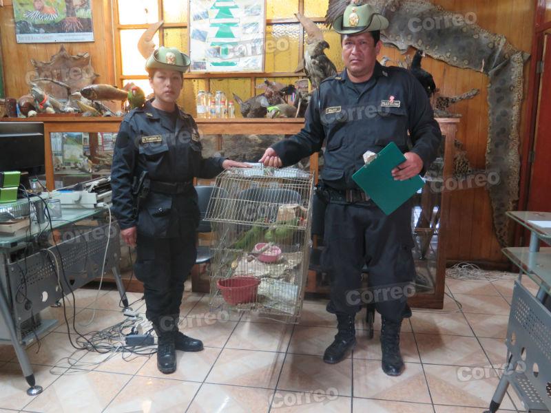 Policías rescatan loros que se exhibían en la calle (VIDEO)