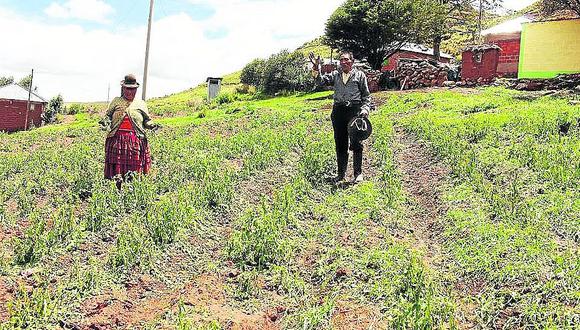 Puno: granizada destruye 25 hectáreas de cultivos en Chucuito