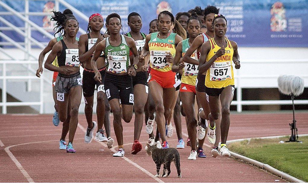 Gato se interpuso entre atletas y meta durante final femenina (FOTOS)