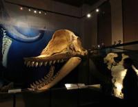 Exhiben fósil de ballena asesina que vivió en mar del Perú