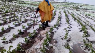 Más de 70 hectáreas de cultivo en Huancavelica resultaron afectados tras intensa granizada en Acoria