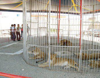 Leones fueron llevados al Parque de Las Leyendas