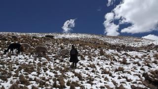 Cusco: solicitarán declaratoria de emergencia del sector pecuario
